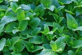 Mélisse citronnelle  PLANT