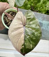 Alocasia Yukatan Princess Varigata