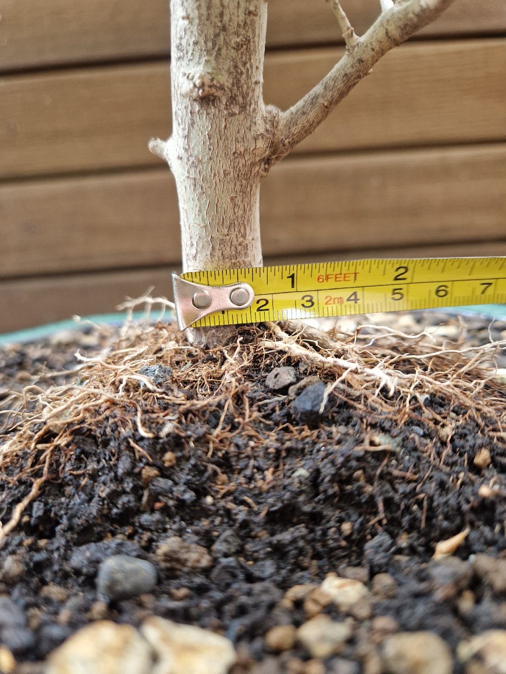 Piante & sementi: Bonsai Liguster – Nuovo (secondo la descrizione) da Baden venduto da georges5442 4