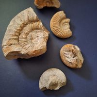 Versand möglich. Selbstgefundene Versteinerungen