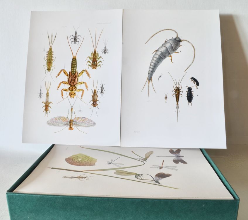 洋書 SAMMLUNG NATURKUNDLICHER TAFELN Sammlung+naturkundlicher+Tafeln.“ – Bücher gebraucht
