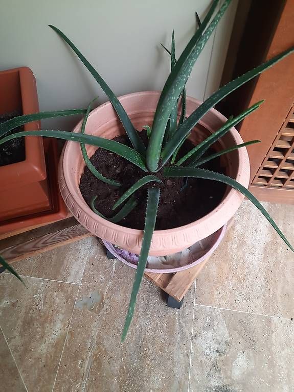 Pflanzen & Samen: Aloe vera – Gebraucht aus Lugano von EMI075 2