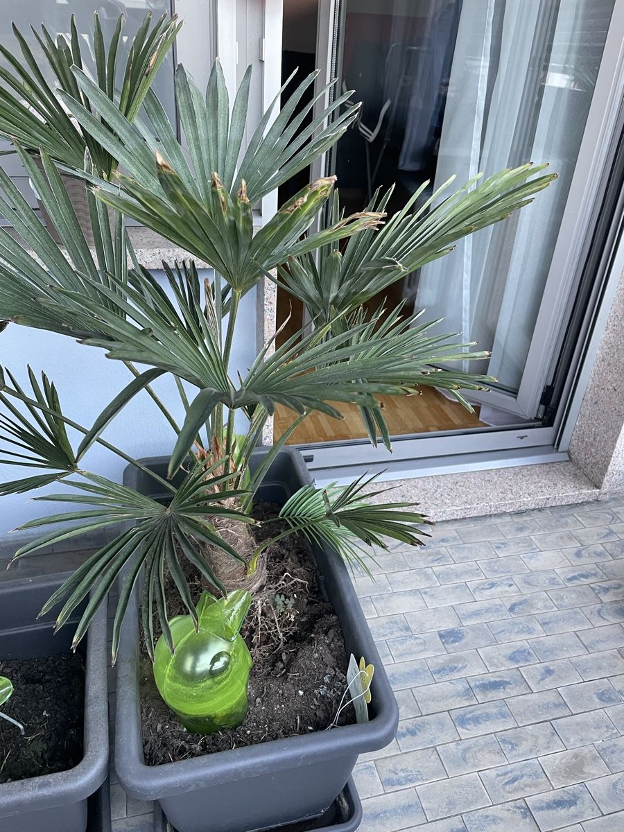 Pflanzen & Samen: Palma – Gebraucht aus Chiasso von Marclinoo74