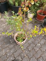 Topf mit 2 pflanzen : 1x Forsythia und 1x Zitterpappel