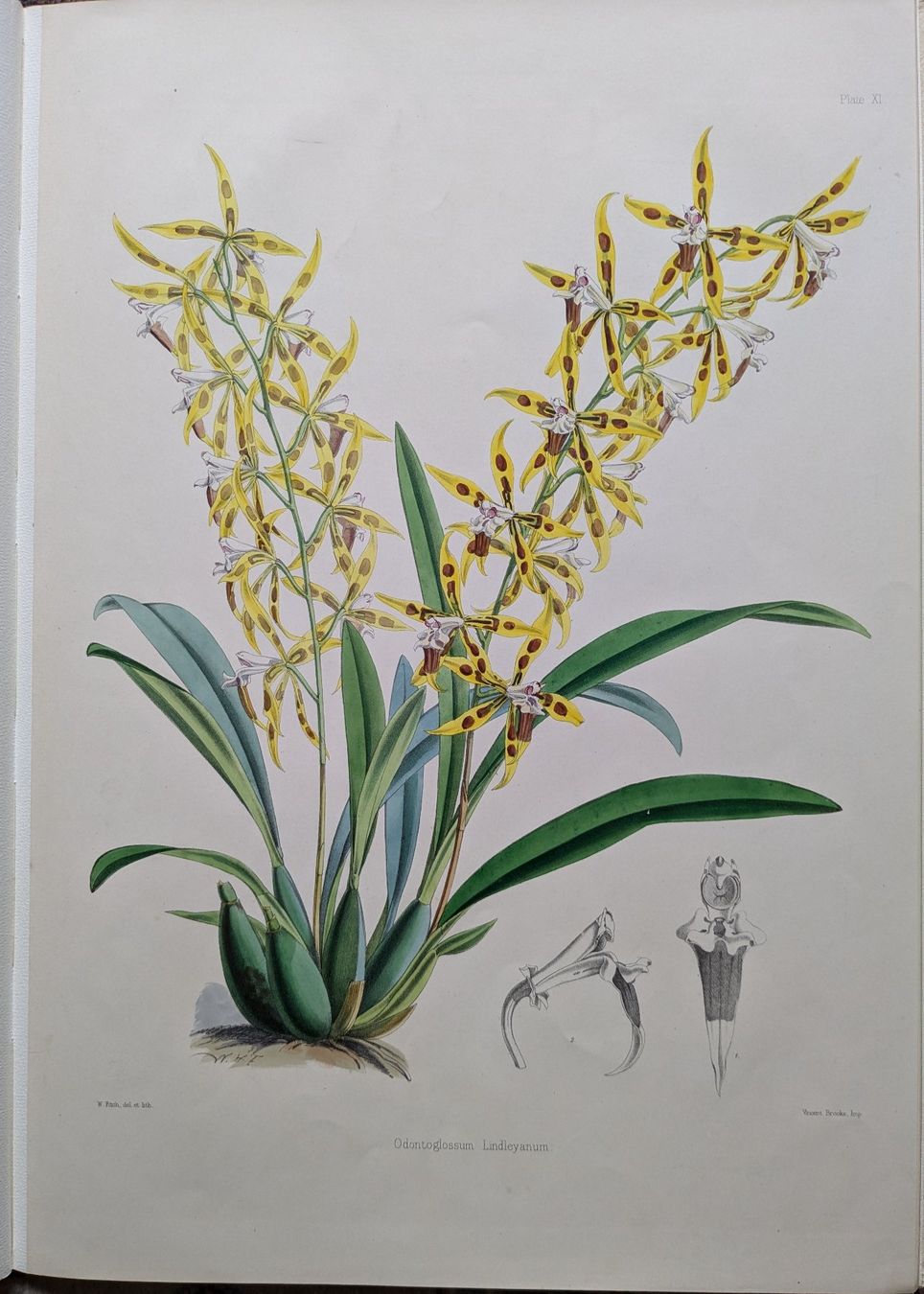 Libri: James Bateman - Monographie Odontoglossum – Usato da Bülach venduto da mueller8180 9
