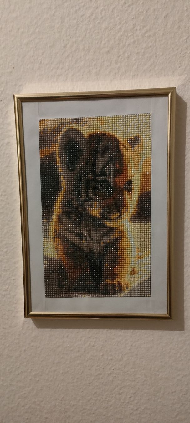 Foto & Immagini: Diamond painting Bild Tigerbaby – Nuovo (secondo la descrizione) da Mönchaltorf venduto da Icelandichorse