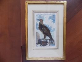 Steinadler kolorierter Kupferstich Goldrahmen