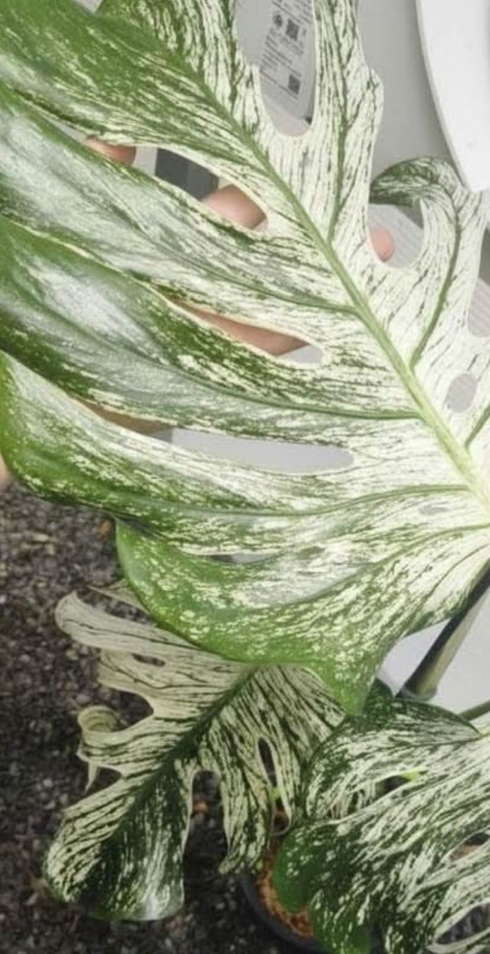 Piante & sementi: monstera Devil très rare !! – Nuovo (secondo la descrizione) da St-Aubin-Sauges venduto da may_2yrv