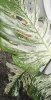 monstera Devil très rare !!
