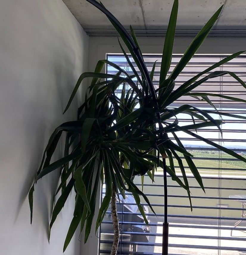 Pflanzen & Samen: Yucca Palme – Gebraucht aus Mörschwil von sandy828