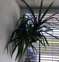 Yucca Palme