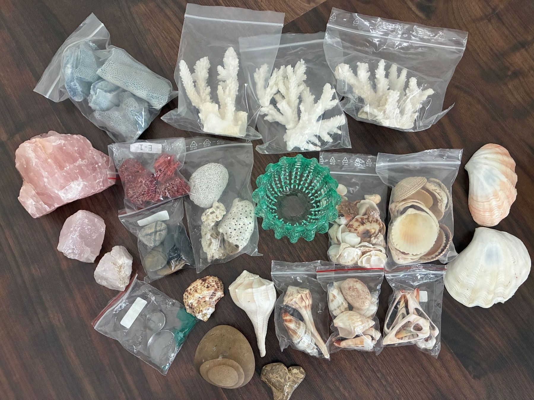Fossili: Muschelset Diverses – Usato da Frick venduto da sandra037 7