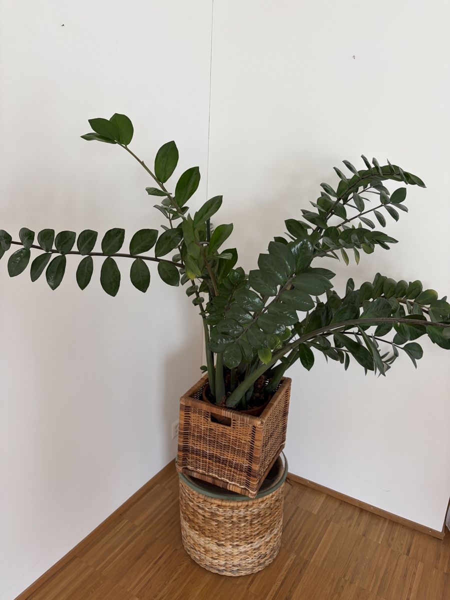 Plantes & graines: Pflanzen – D'occasion à Hirzel par Phresch 3