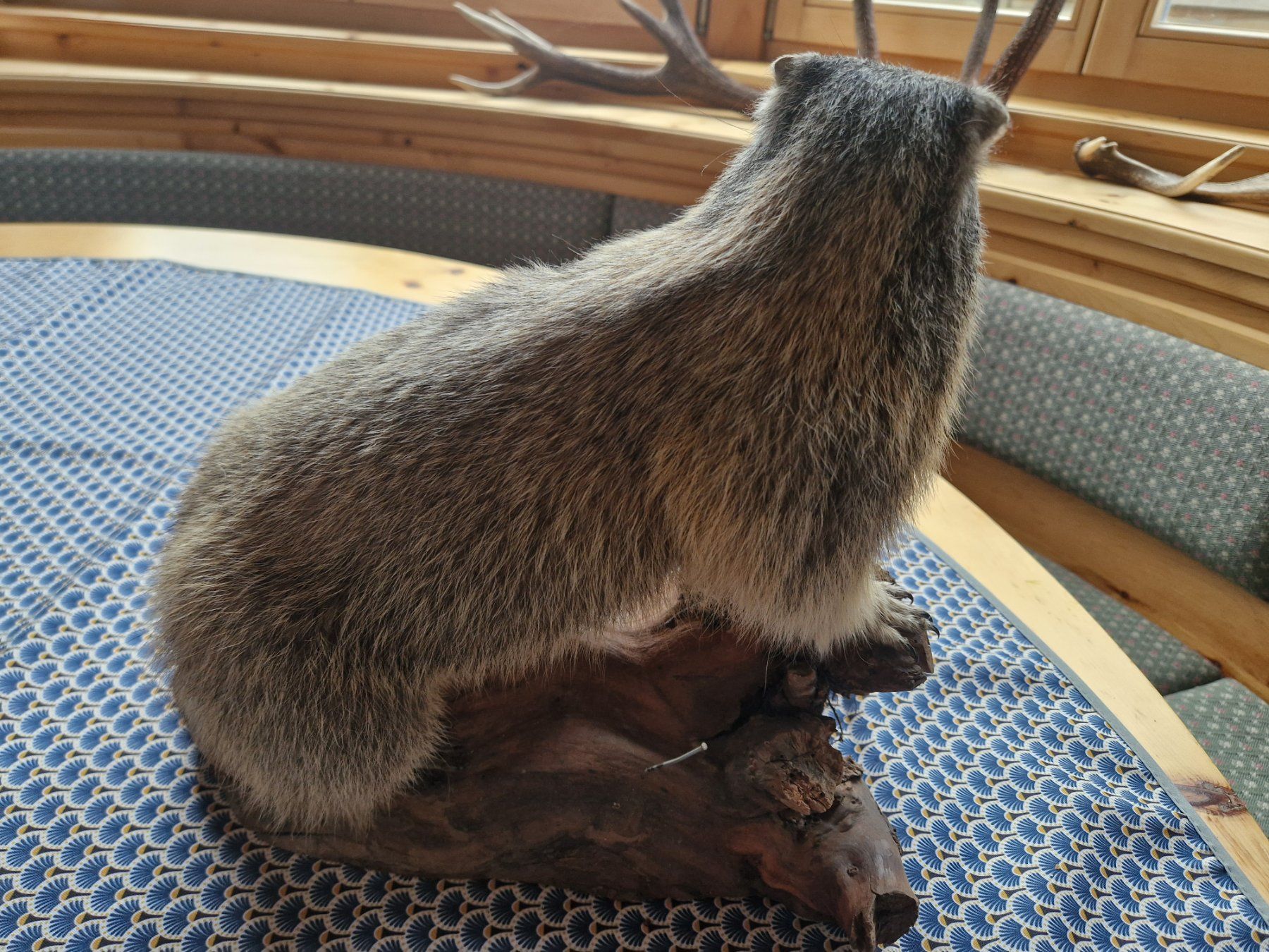 Monde des animaux: Murmeltier – D'occasion à Wetzikon ZH par Hella73 1