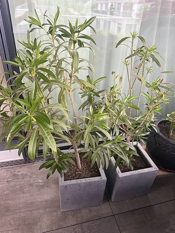 Vasi per fiori: 2x Blumentopf mit Oleander – Usato da Münsingen venduto da saleshead