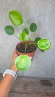 Pilea peperomioides 'Mojito'