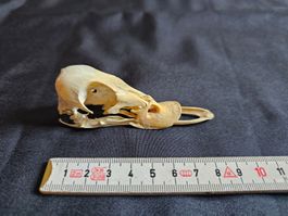 Crane canard anomalie collection zoologique