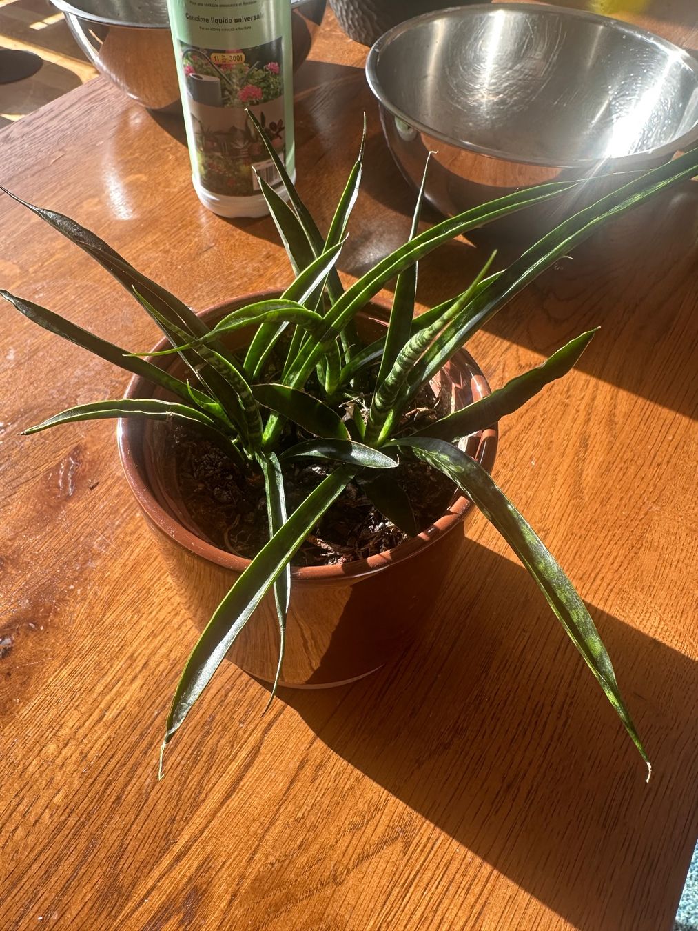 Piante & sementi: Sansevieria Mikado-Pflanze – Nuovo (secondo la descrizione) da Boll venduto da Ha-Se 1