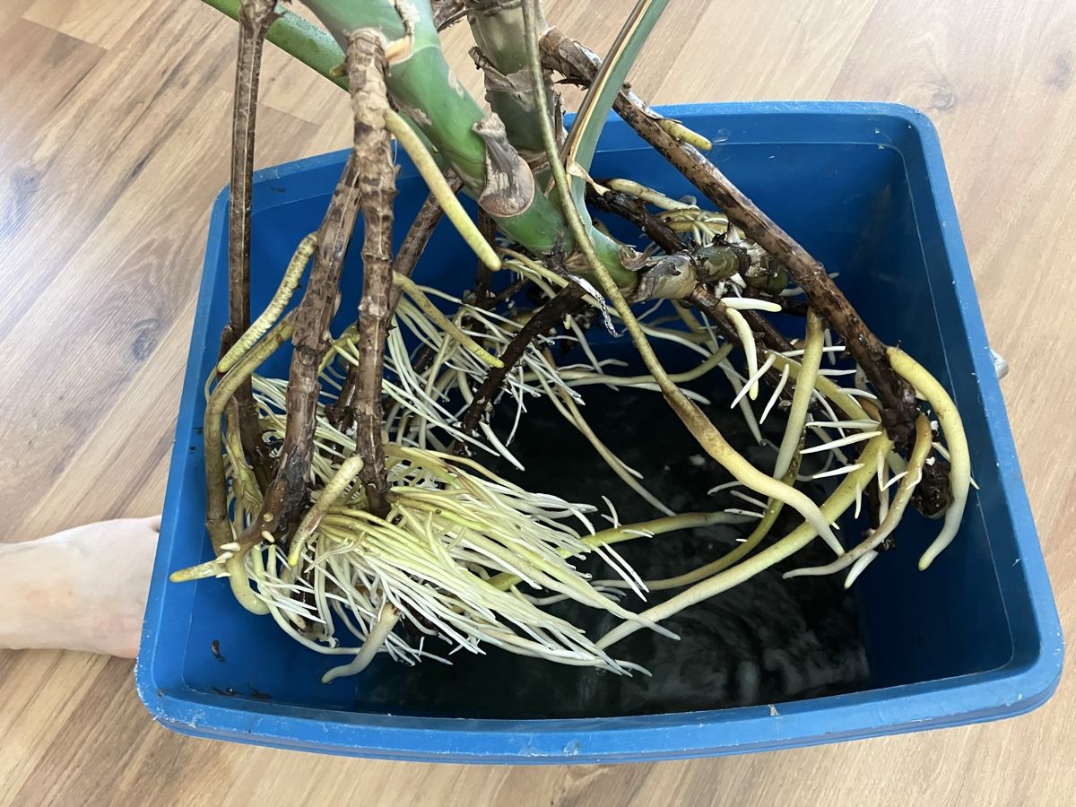 Plantes & graines: Zwei Fensterblatt im Wasser – D'occasion à Wohlen AG par Fasanli 2