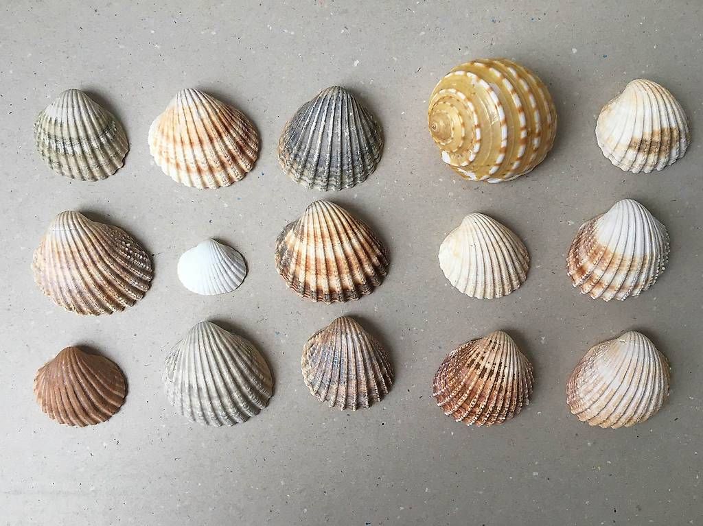 Fossili: Coquillages – Usato da Ecublens VD venduto da r0c_872m