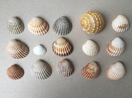 Coquillages