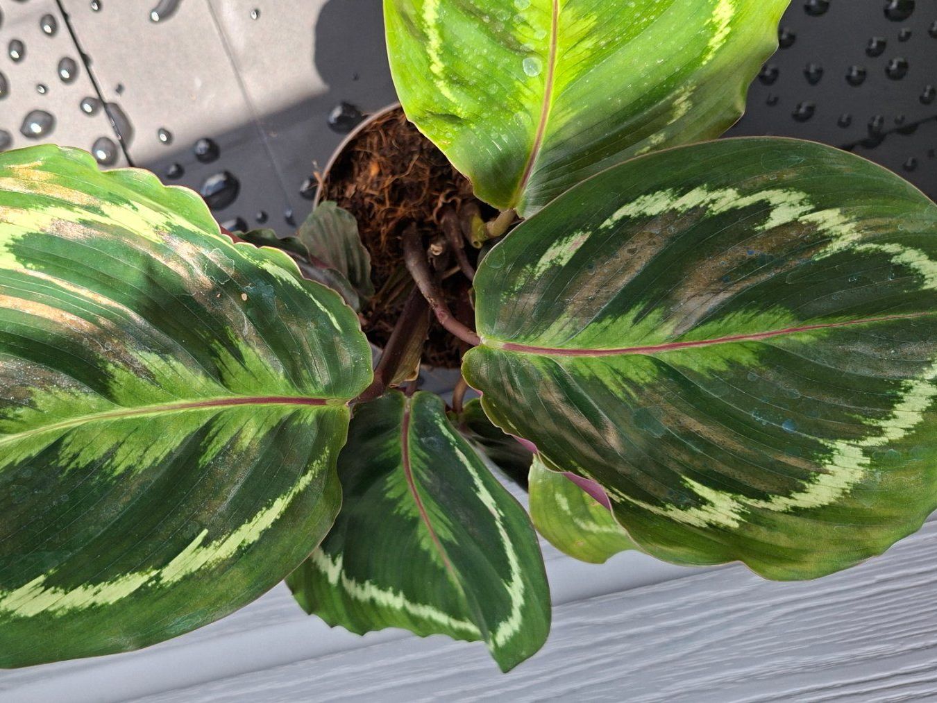 Plantes & graines: Calathea médaillon – D'occasion à Les Brenets par glo_267f 2