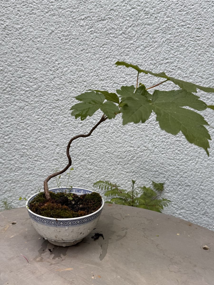 Pflanzen & Samen: Bonsai/Bergahorn – Gebraucht aus Münchwilen TG von baluzi3