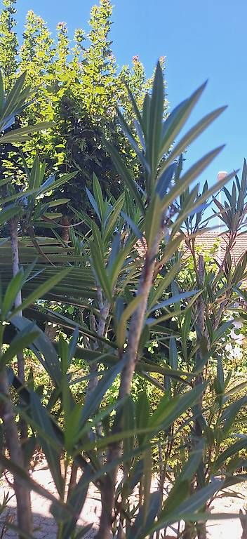 Piante & sementi: Oleander – Usato da Madiswil venduto da Oleander2 3