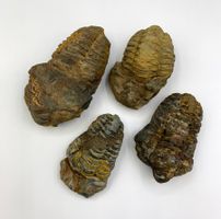 Trilobit - Diacalymene ouzregui - Original (Set)