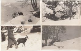 Schönwetter Glarus, 4 Fotokarten Sujet Gämse, ca. 1930