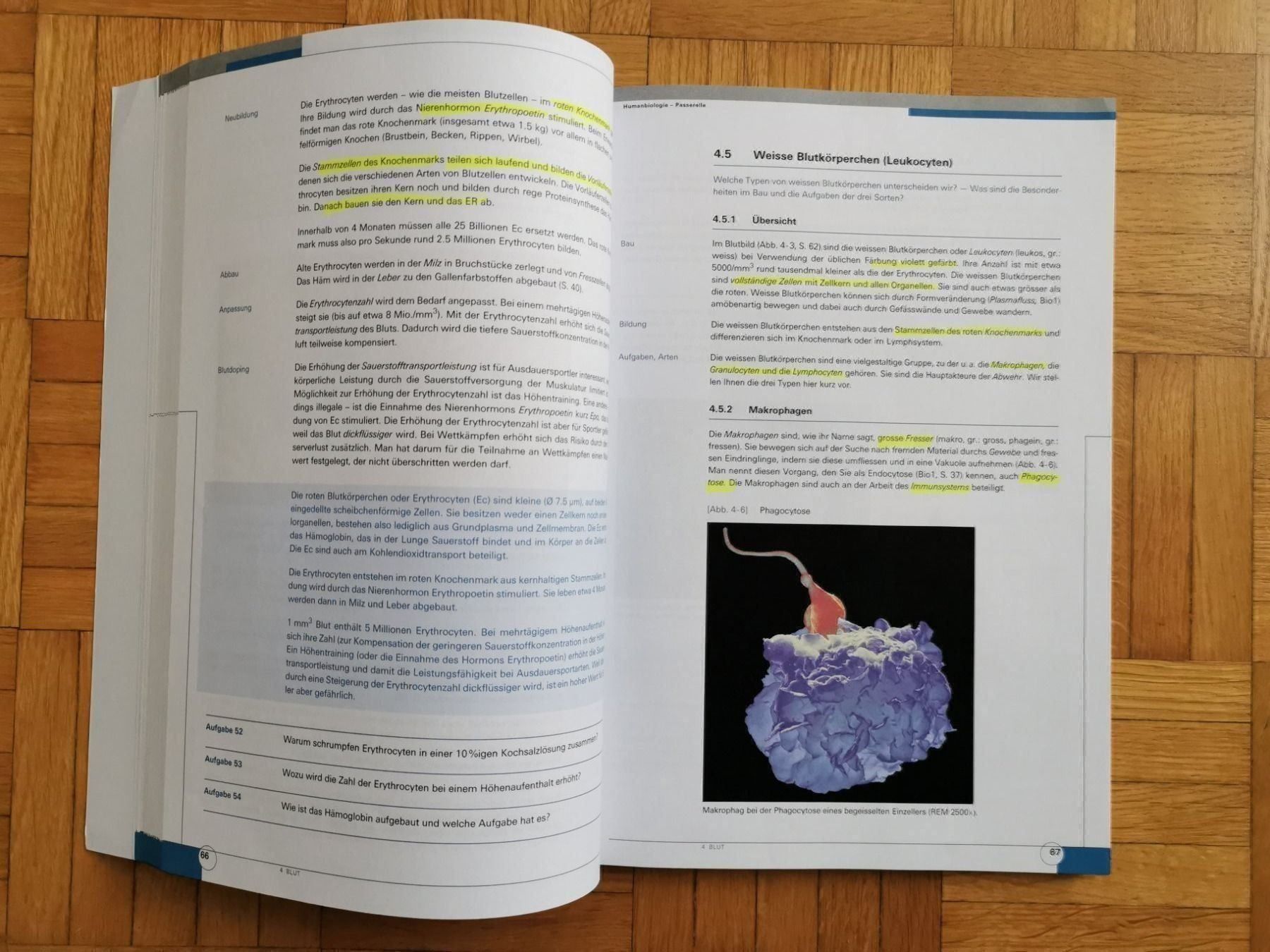 Libri: Humanbiologie - Passerelle – Usato da Unterägeri venduto da Fiobi 1