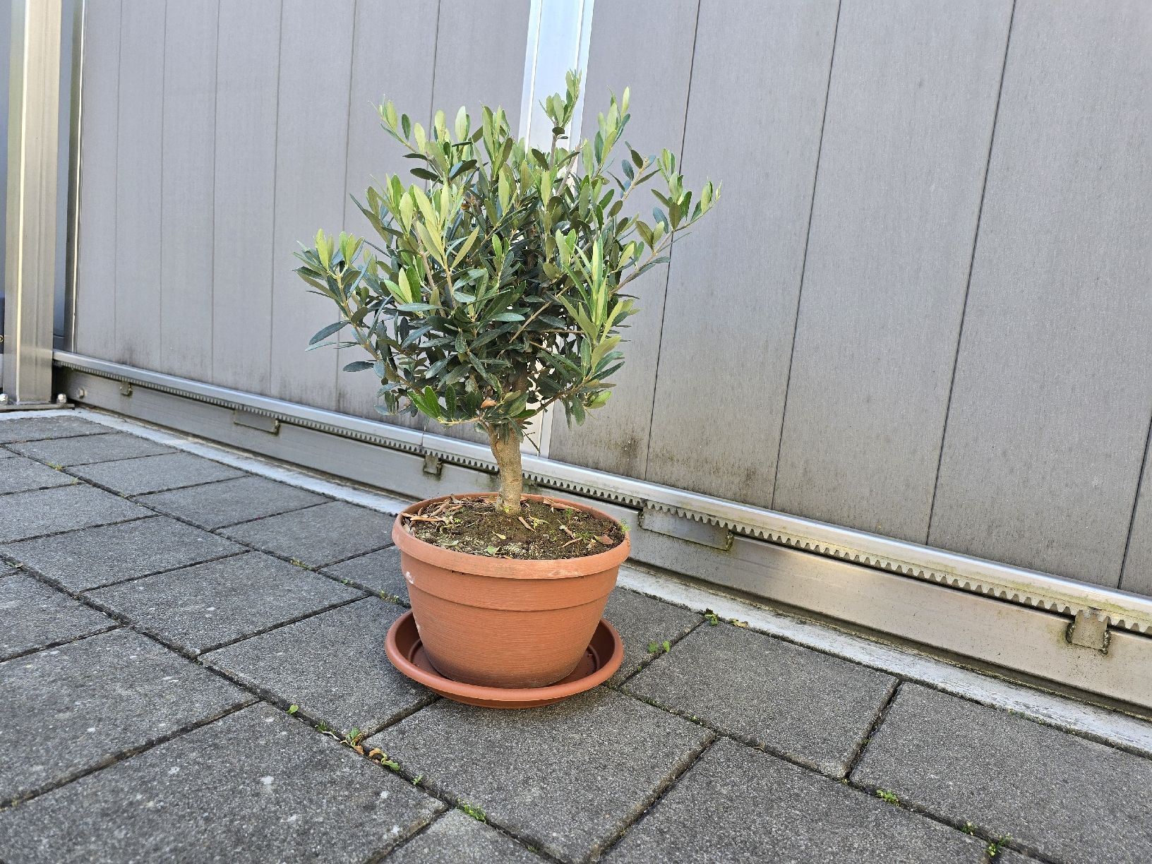 Pflanzen & Samen: Wunderschöner Olivenbaum im Bonsai-Sti – Gebraucht aus Aarburg von popkorn65 1