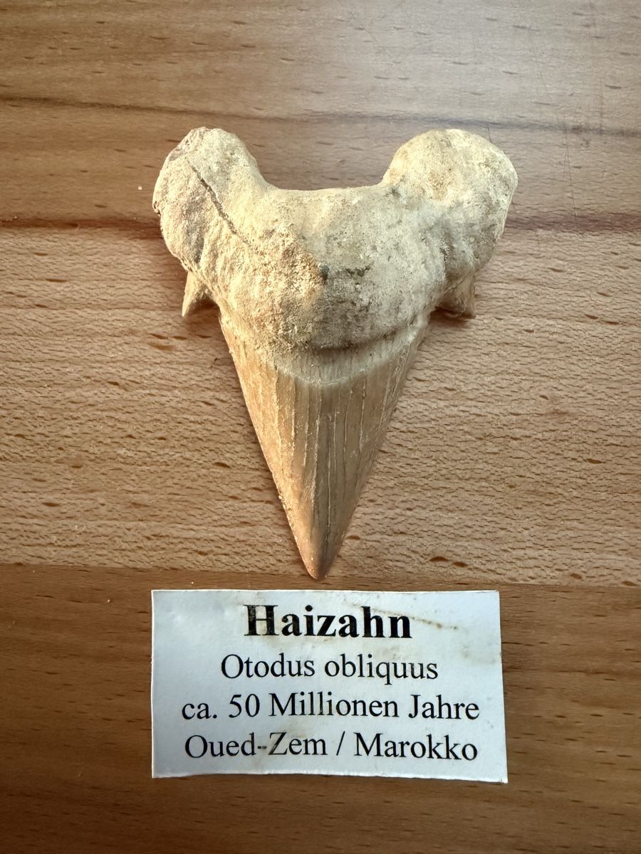 Fossiles: Haifischzahn – D'occasion à Grenchen par Bastet007
