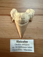 Haifischzahn