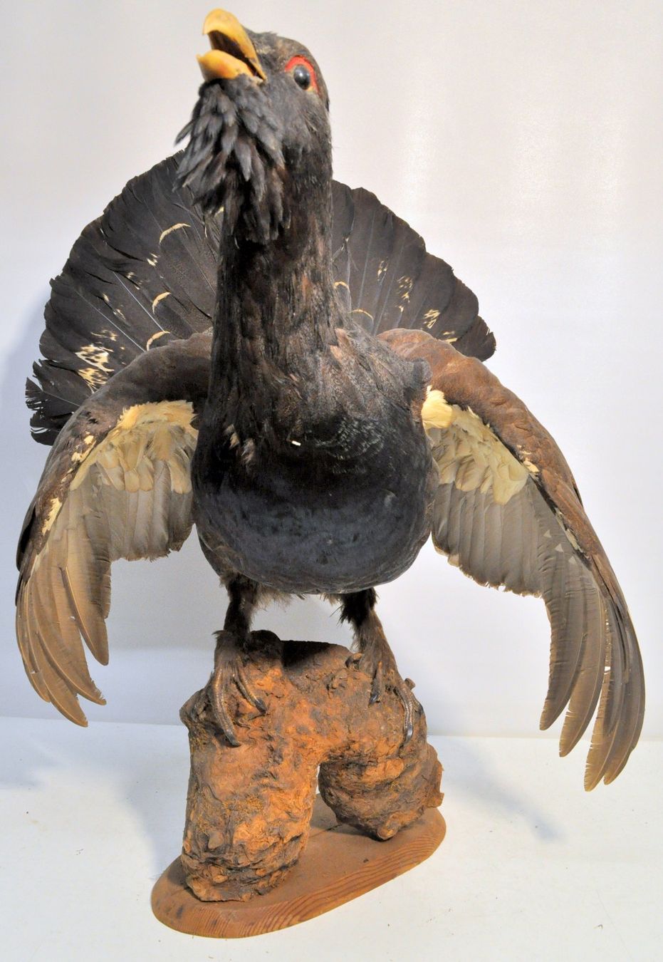 Il mondo degli animali: Grand tétras naturalisé – Usato da Neuchâtel venduto da Neuchatel 4