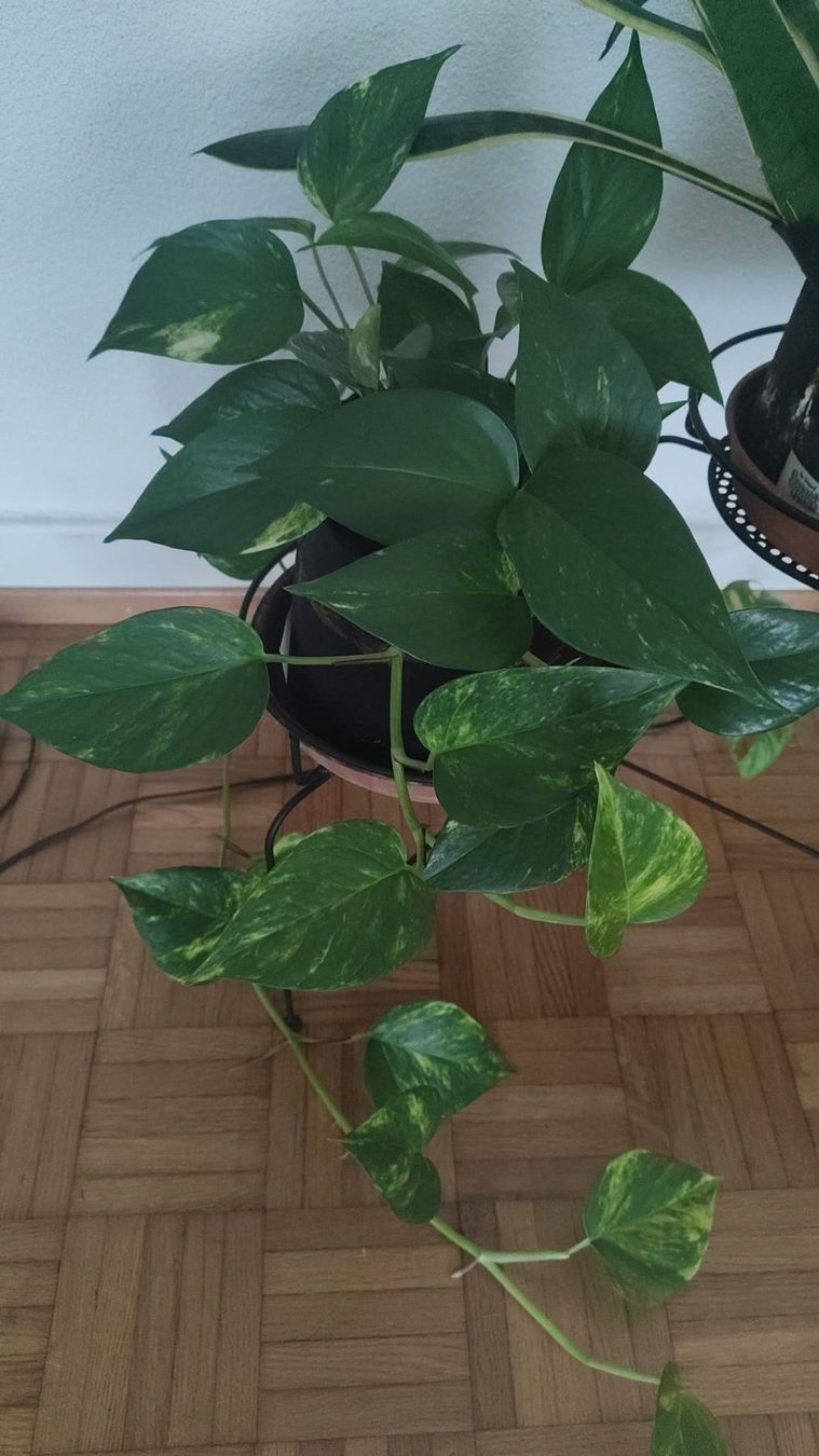 Pflanzen & Samen: Boutures de Epipremnum aureum – Neu (gemäss Beschreibung) aus Vevey von con_dwl8 3