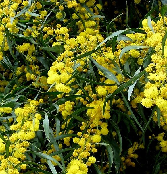 Pflanzen & Samen: ACACIA RETINOIDES 150 cm oder seltene immer blühende Mimosa – Neu und originalverpackt aus Rovio von POSITIFFARTandPLANTS 2