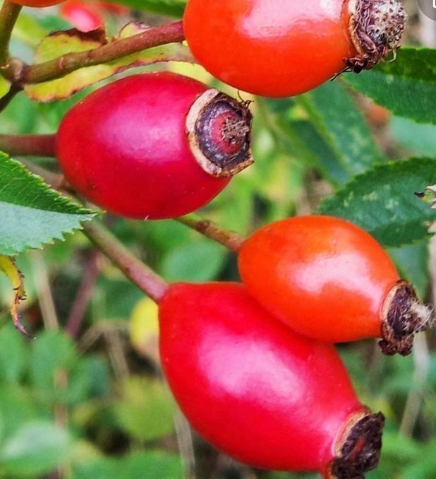 Piante & sementi: Ab 5.- fr 10  SAMEN Hagebuttenrose ROT – Nuovo e nell'imballaggio originale da Rovio venduto da POSITIFFARTandPLANTS 1