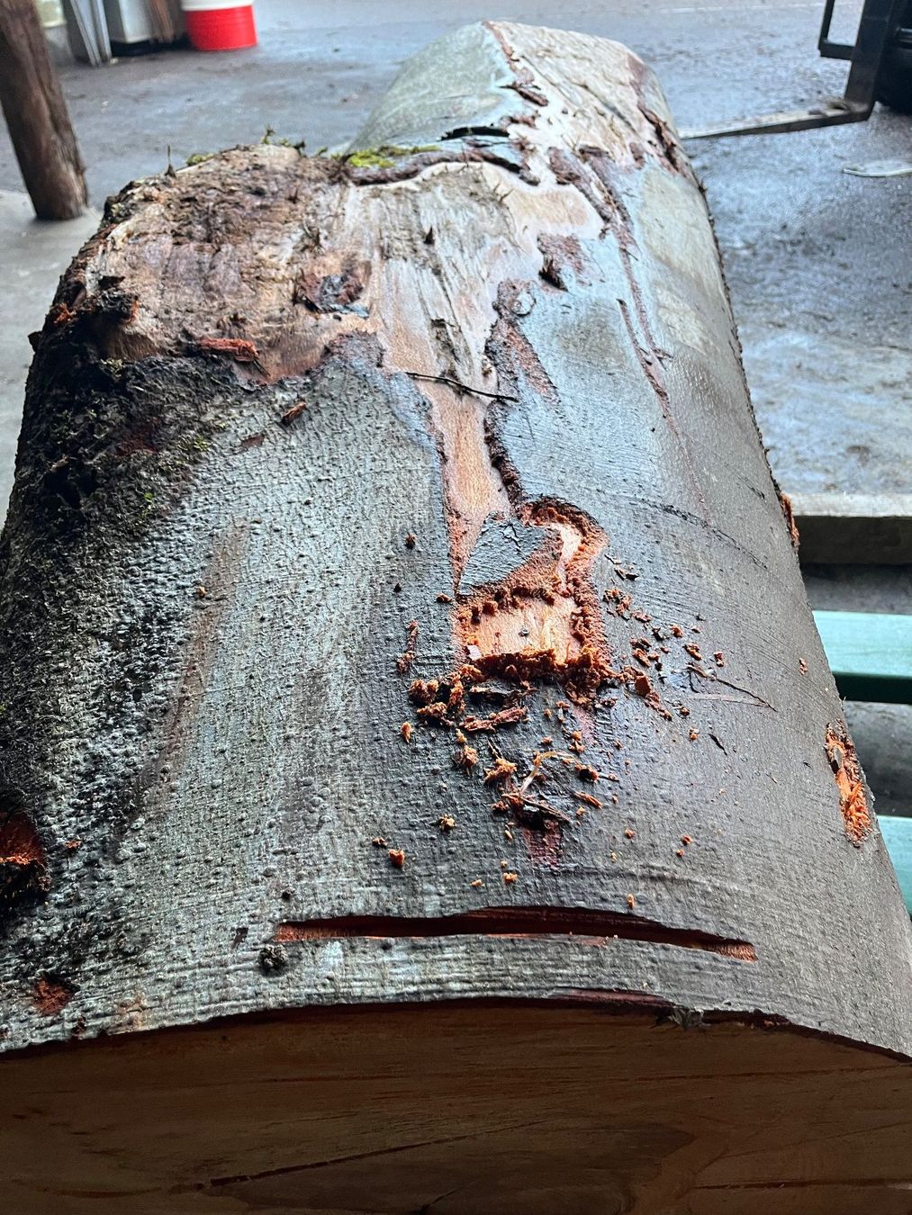 Articles en bois: Buchenklotz,Astgabel, Dekoration – Neuf (Voir description) à Nürensdorf par Peterhakab 1