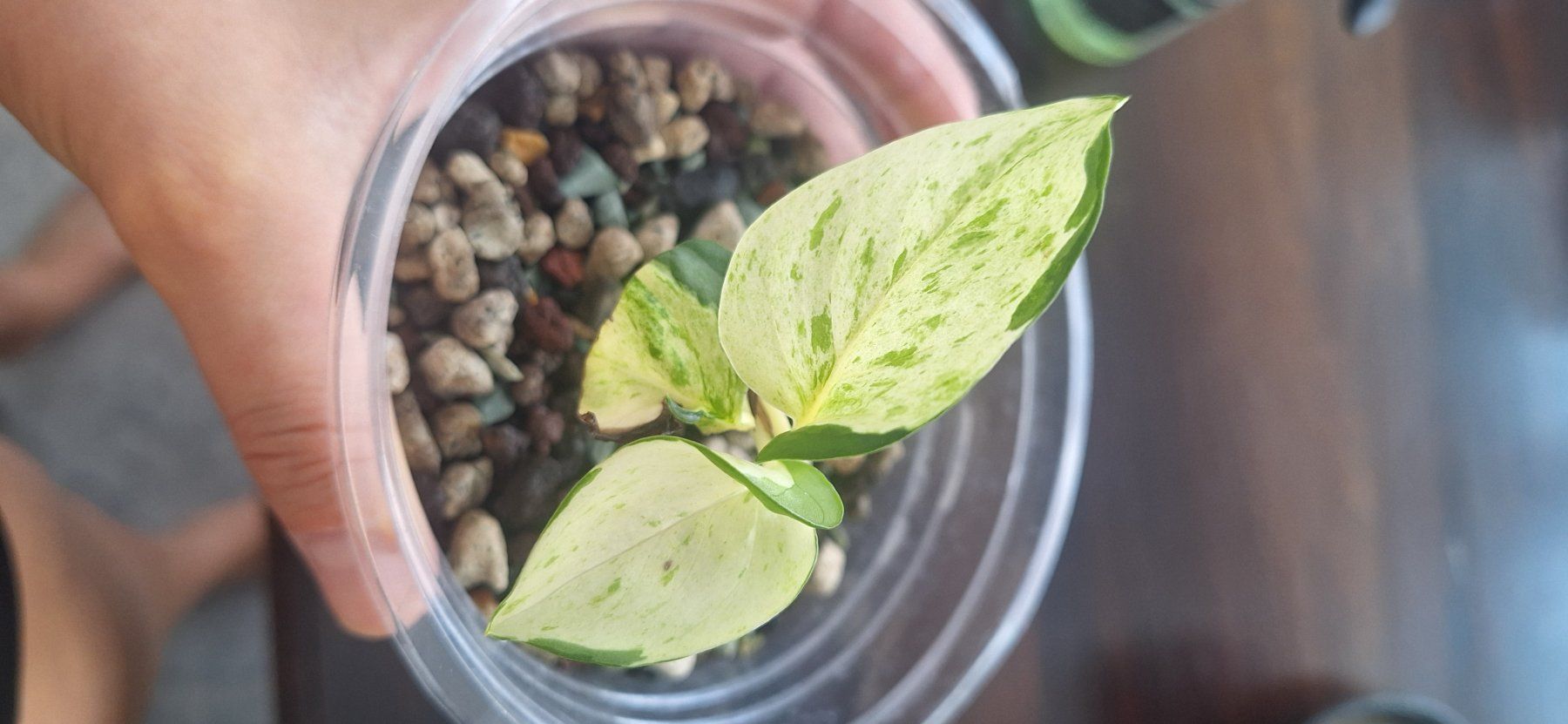 Pflanzen & Samen: Happy Leaf 🍃 – Gebraucht aus Zürich von fra_gw8w