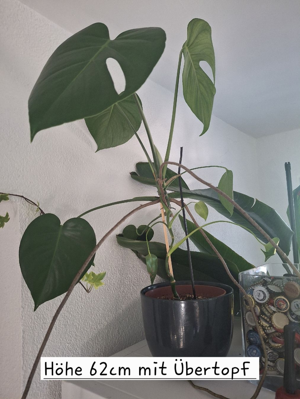 Piante & sementi: Monstera inkl. Topf 63cm – Usato da Brunegg venduto da Maege_8311
