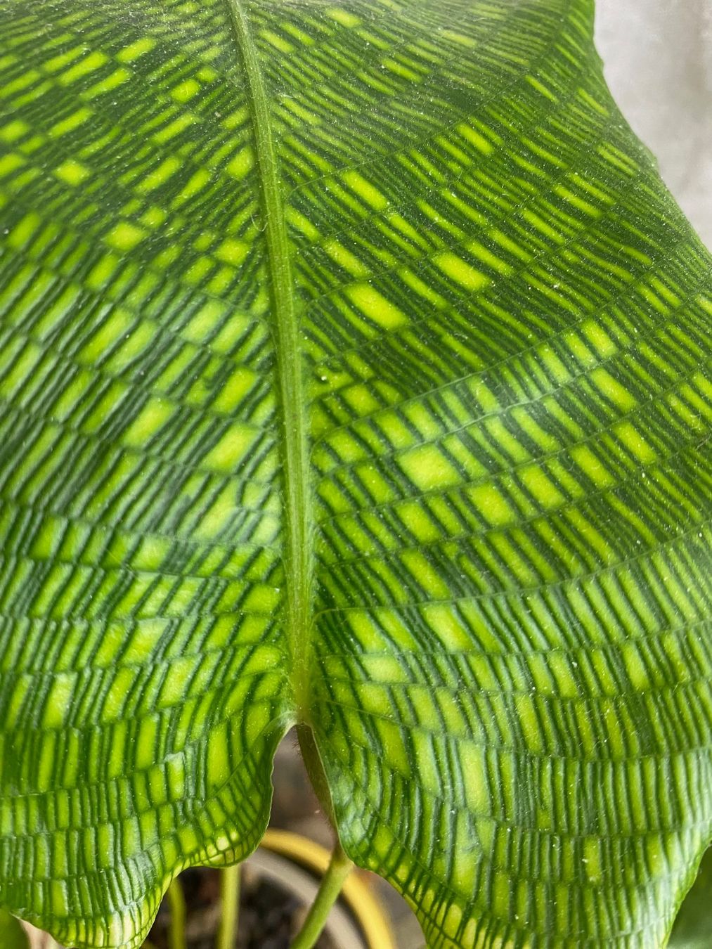 monstera erde ph wert pH-Wert Messgerät main image 1