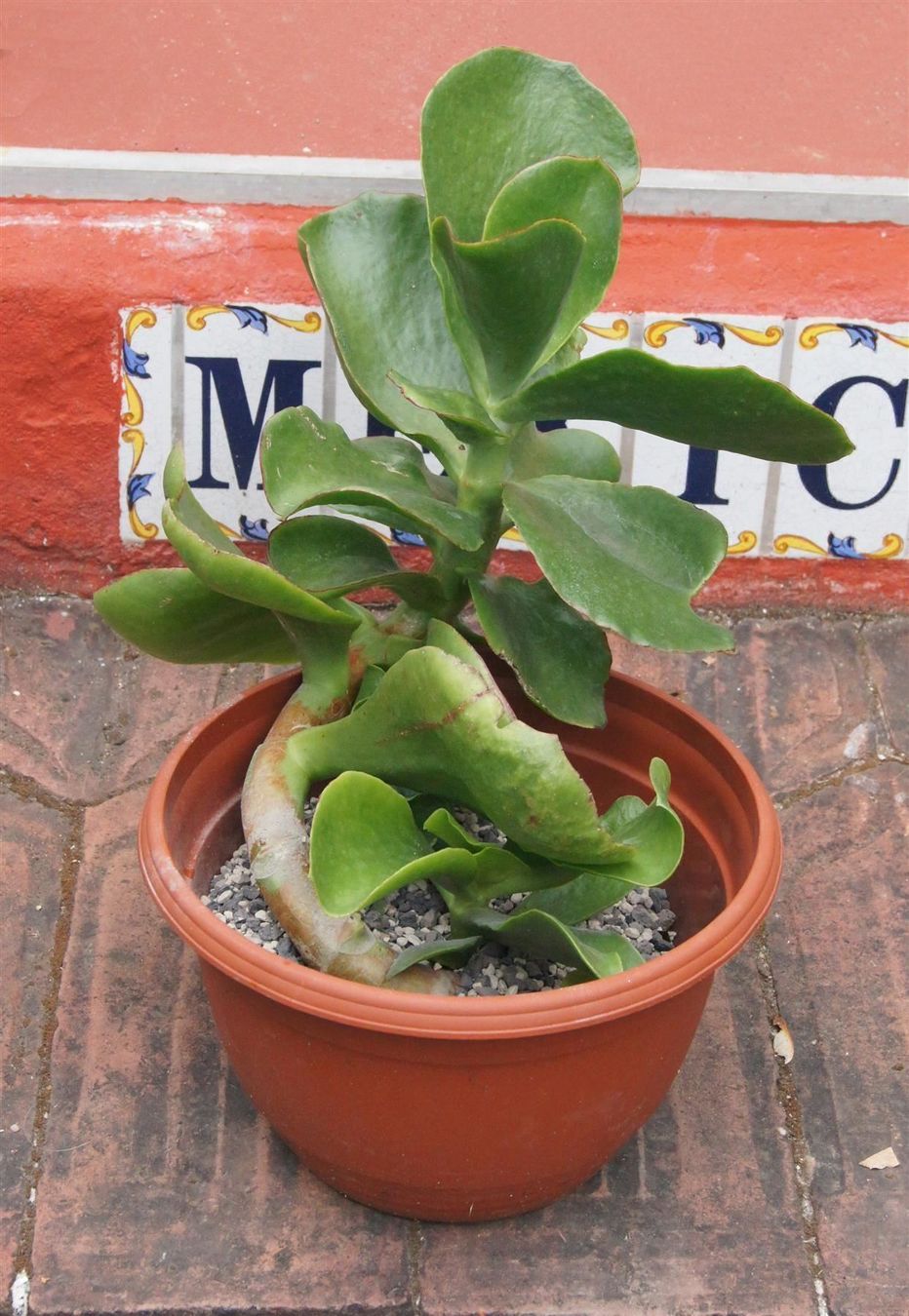 Plantes & graines: Cotyledon orbiculata – Neuf (Voir description) à Geroldswil par botanicals 1