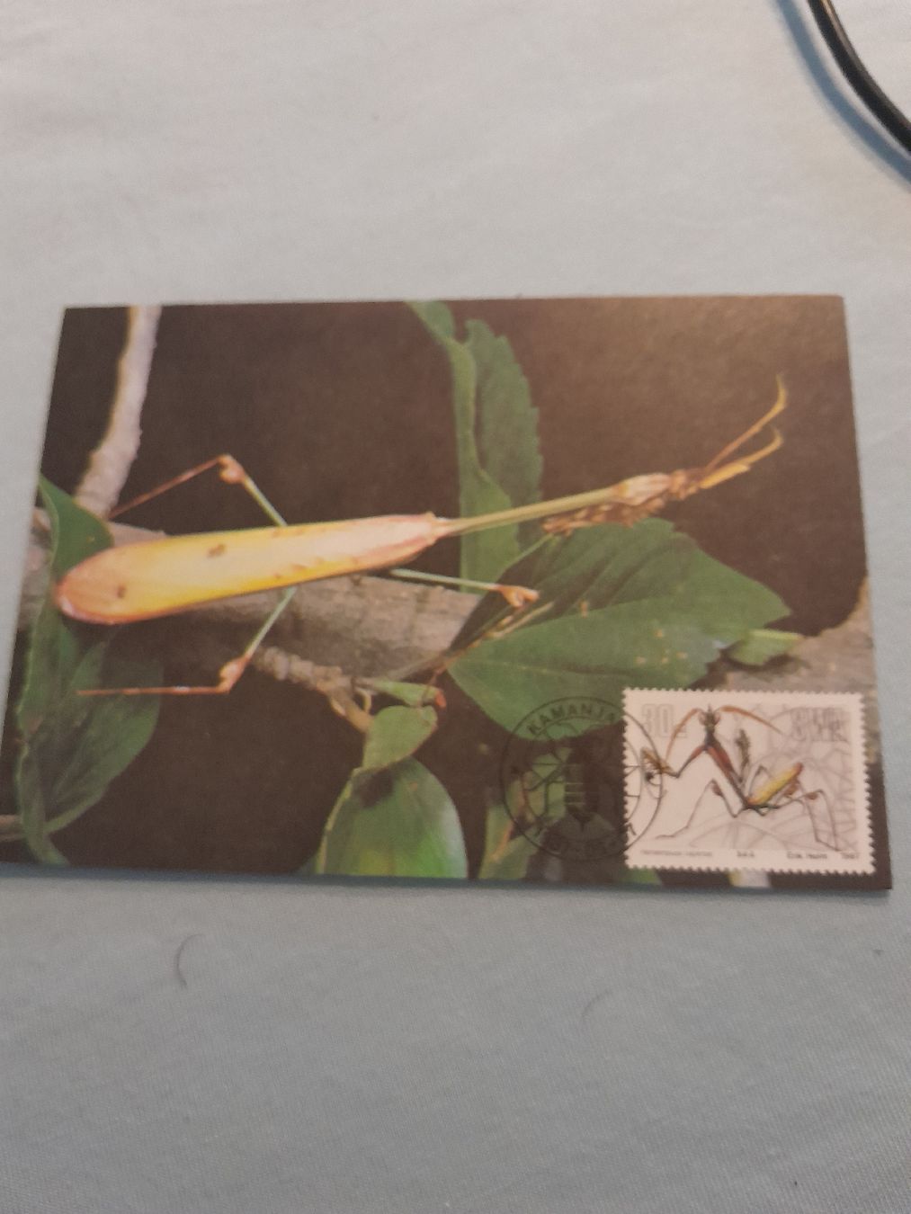 Tous les timbres: Carte postale rare: phasme de Madagascar sous timbre! – D'occasion à Marly par globetrotter1723