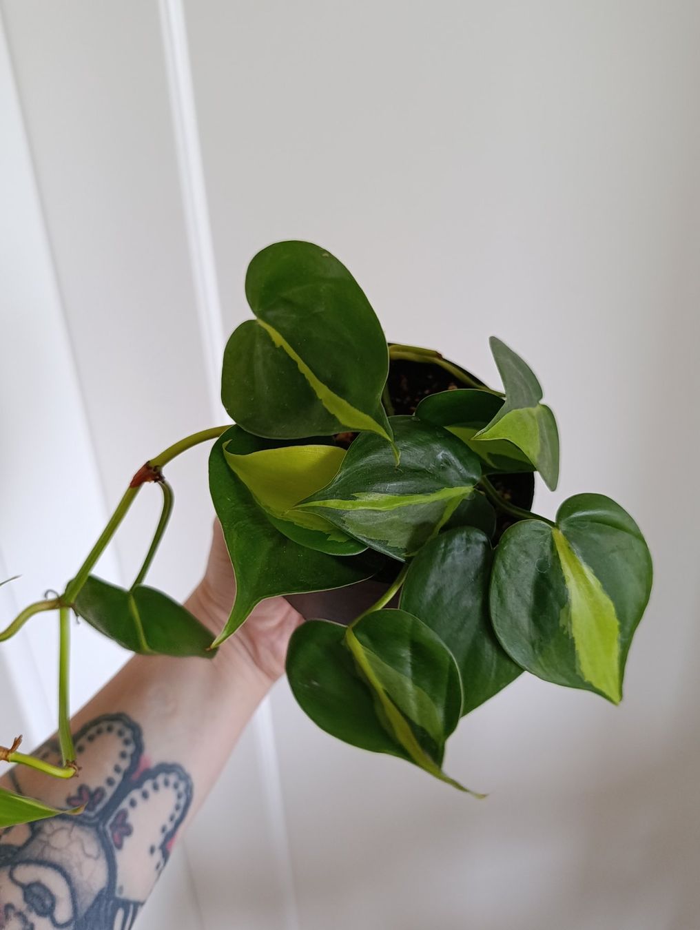 Piante & sementi: Philodendron Brasil – Usato da Baar venduto da L.isa28 2