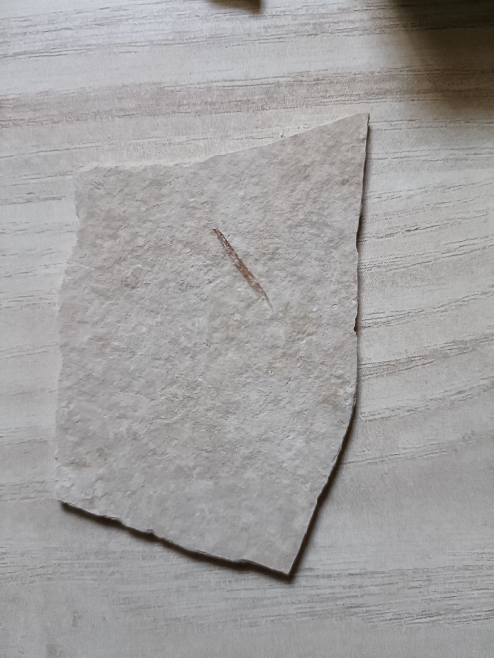 Fossili: Fossilien Sammlung von Solnhofen, DE – Usato da Baden venduto da mar_zhd9 5
