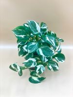 Epipremnum ‘N’Joy’