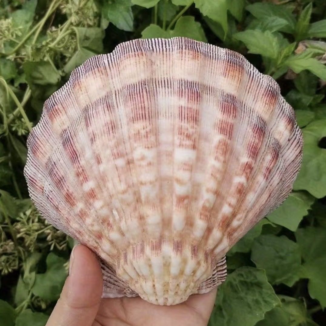 Toutes les décorations: Scallop Shells Muscheln Deko – Neuf avec emballage d'origine à Zürich par agichristine 3