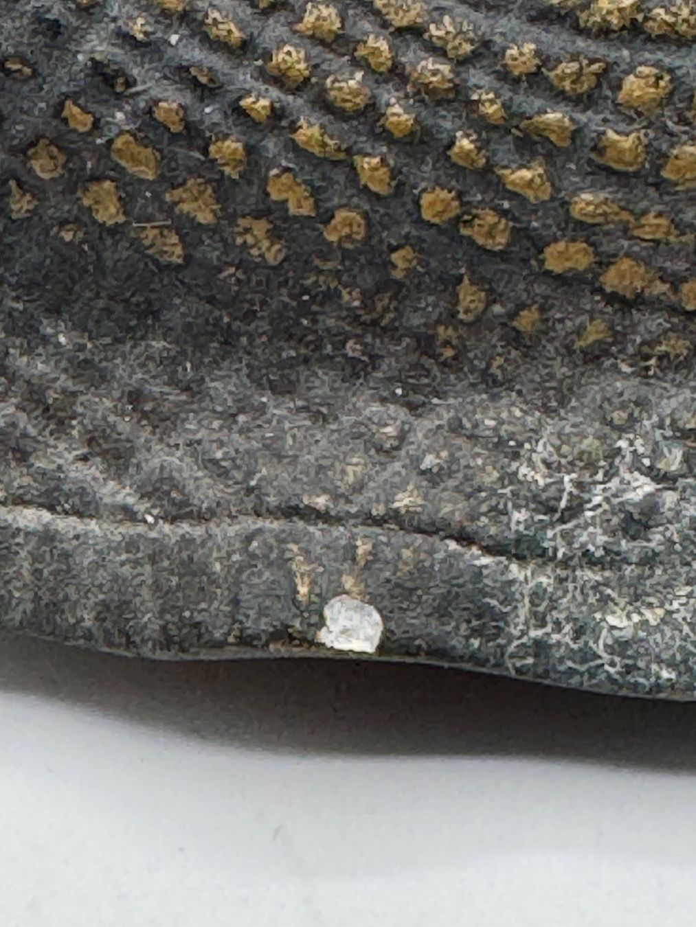 Tutte le decorazioni: Antike Schnecke – Usato da Sachseln venduto da BONATI01 4