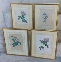 4 antike Stiche Rosen P. J. Redouté um 1835